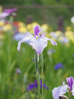 菖蒲