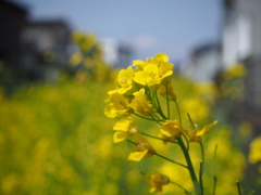 街角の菜の花
