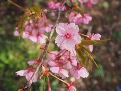 河津桜
