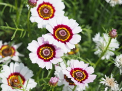 くっきり、春を感じて