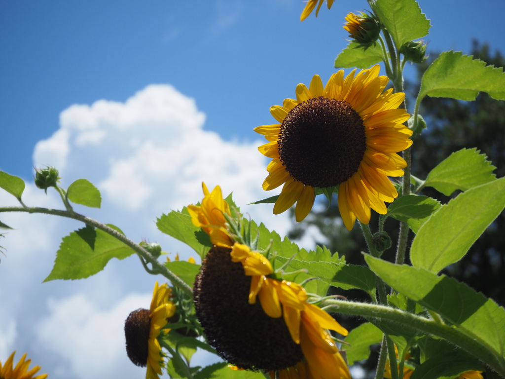 夏空にひまわり