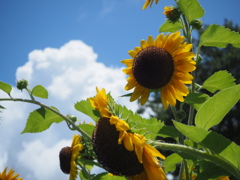 夏空にひまわり