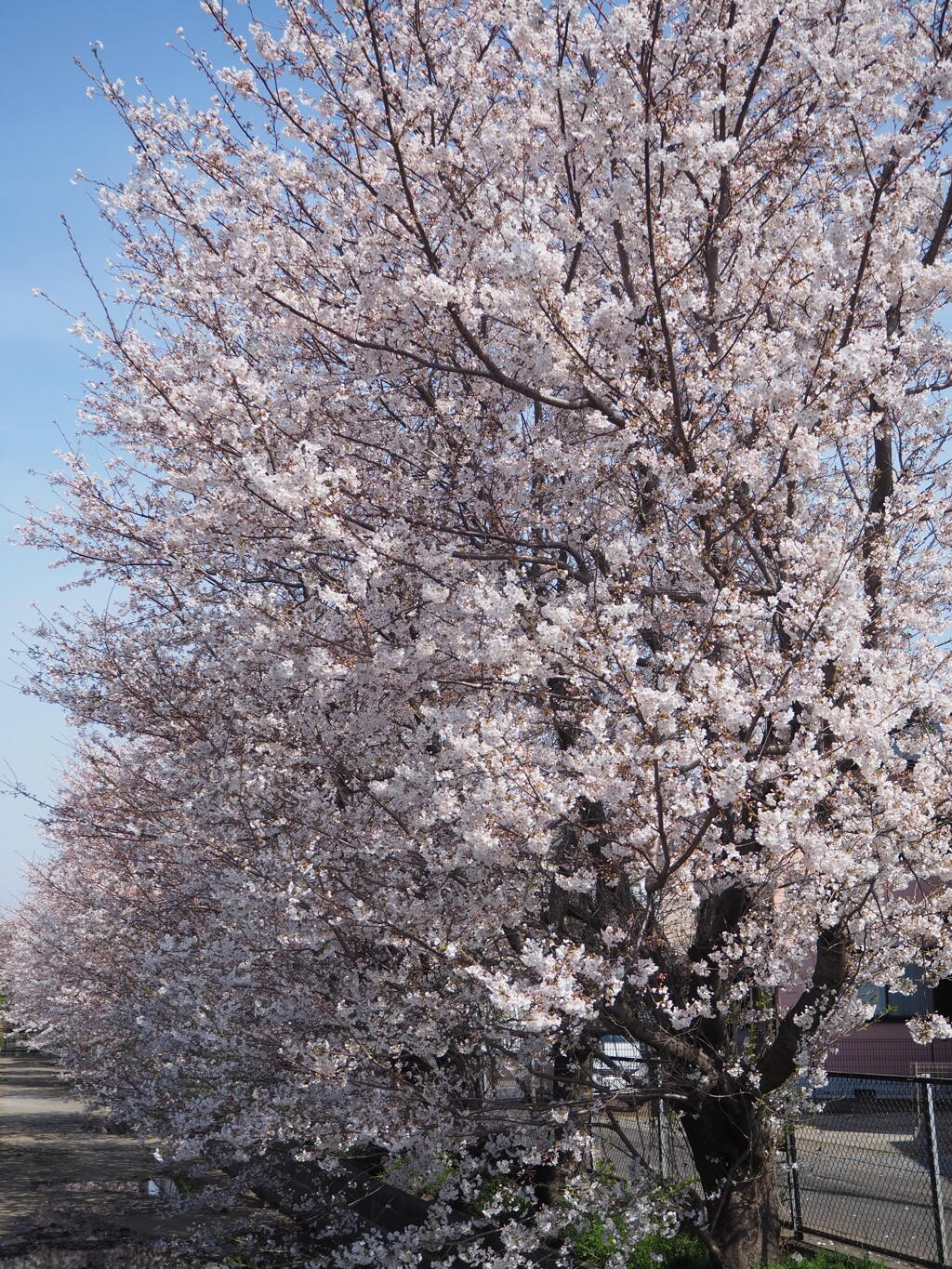 見頃を迎えました