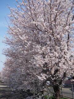 見頃を迎えました