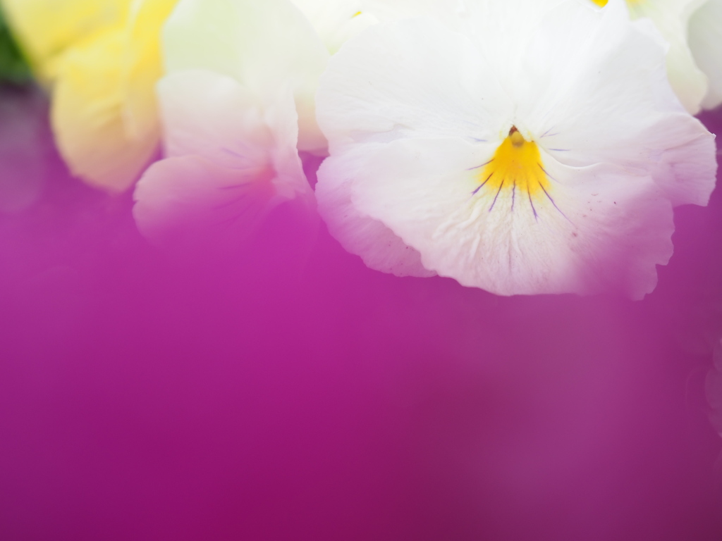 色合いに包まれて