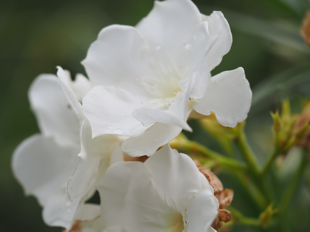 キョウチクトウ