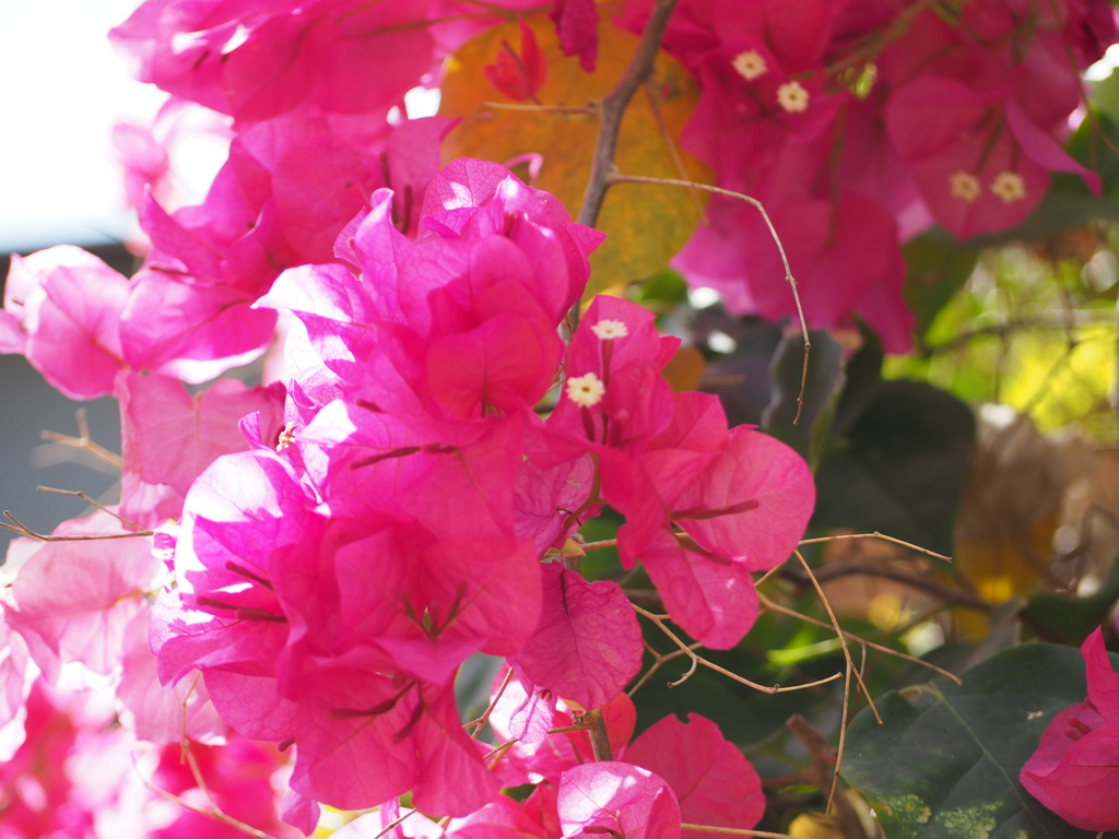 ブーゲンビリア