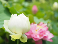 蓮の花