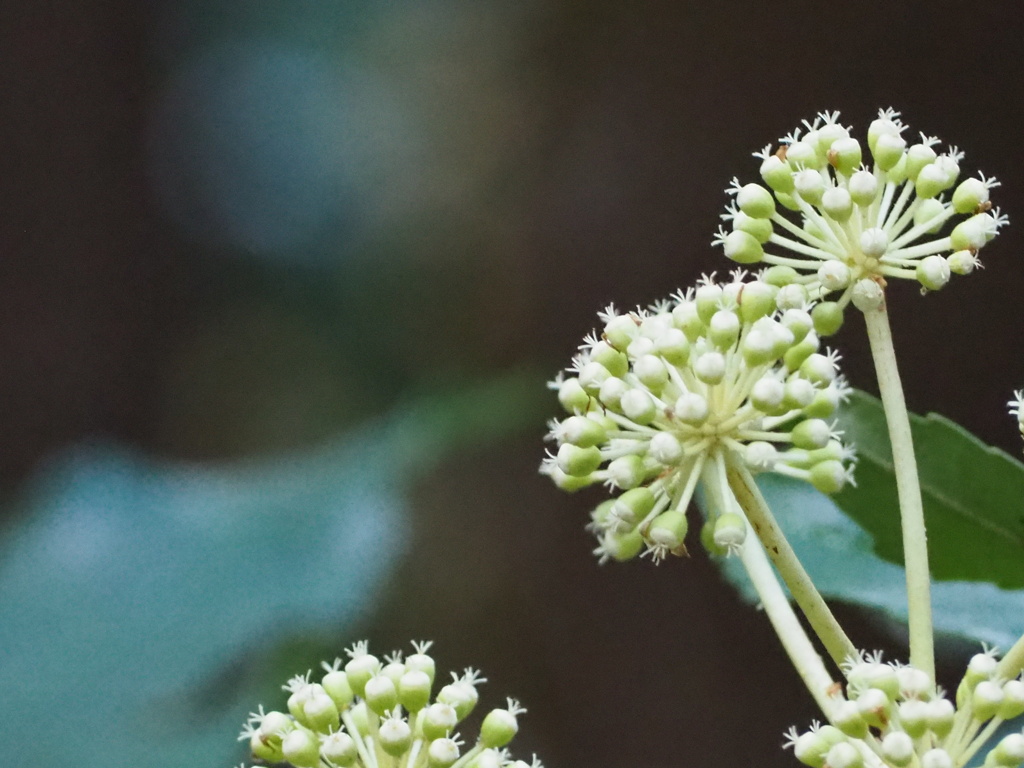 里山の中の彩り
