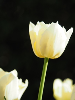 チューリップ
