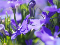 紫の花、
