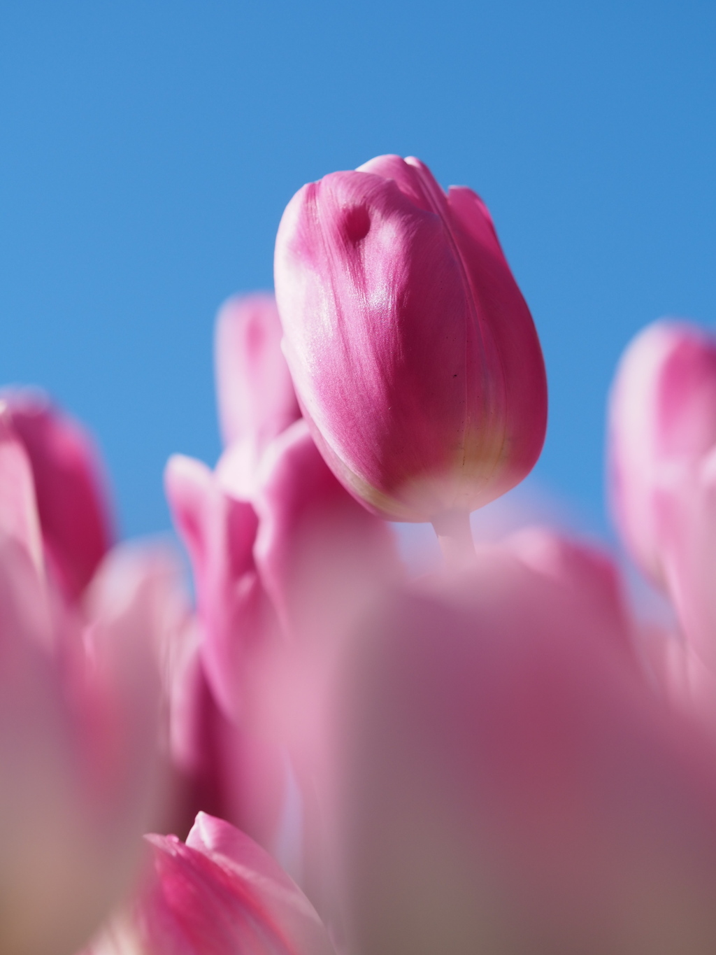 アイスチューリップ