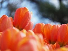 オレンジチューリップ