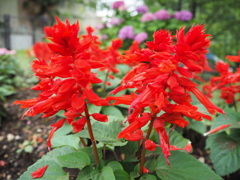 思い出すのは蜜の味