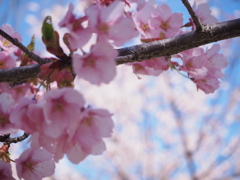 修善寺寒桜