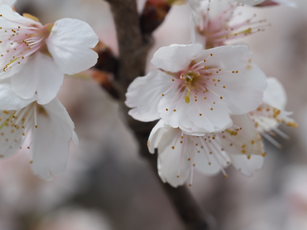 サクランボの花