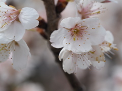 サクランボの花