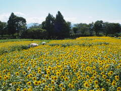 ひまわり祭り