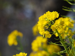 菜の花