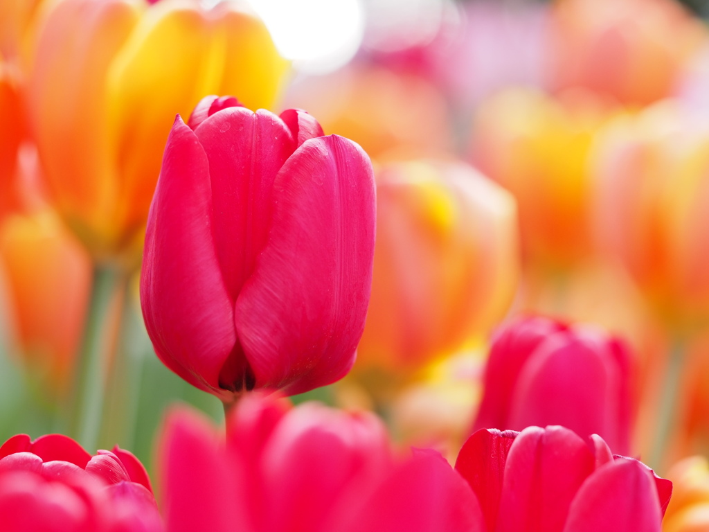 アイスチューリップ