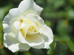 ホワイトマジック