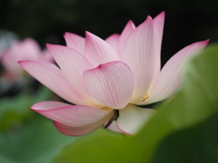 蓮の花