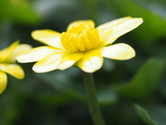 麦わら帽子のでように