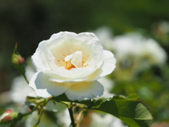 ホワイトマジック