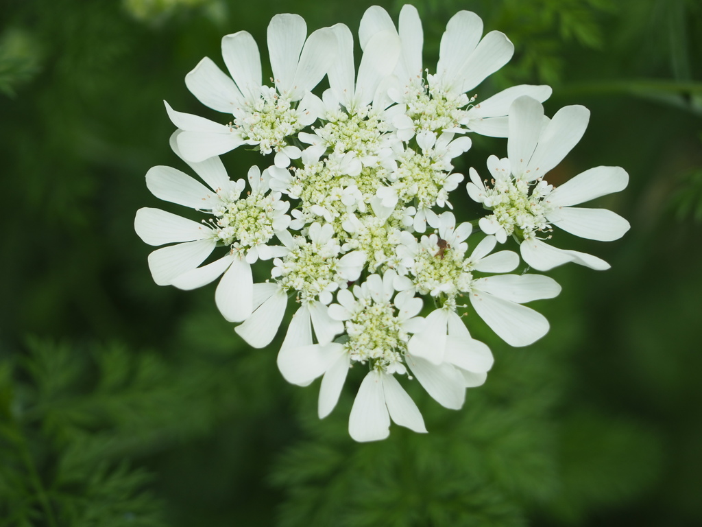 ハートの花びら