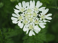 ハートの花びら