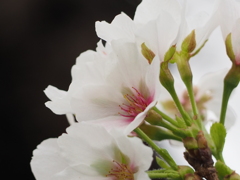 狂い咲き～さくら～