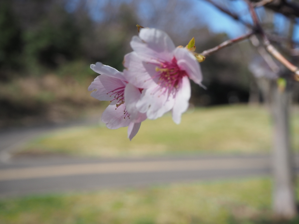 桜