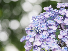 紫陽花