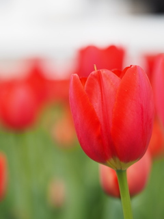 満開チューリップ