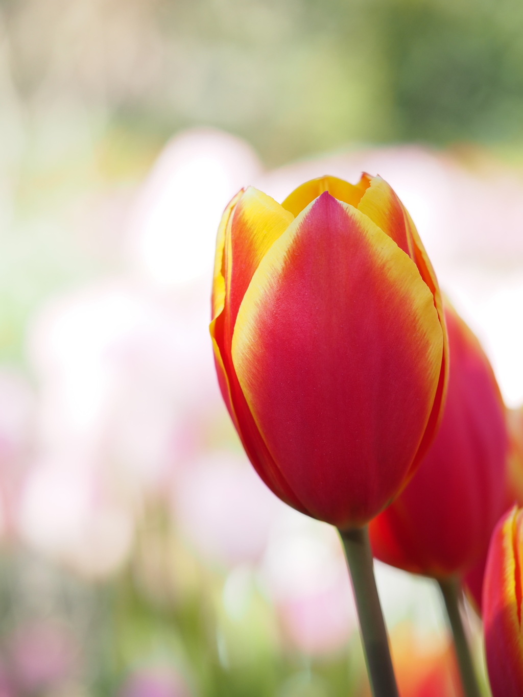 アイスチューリップ