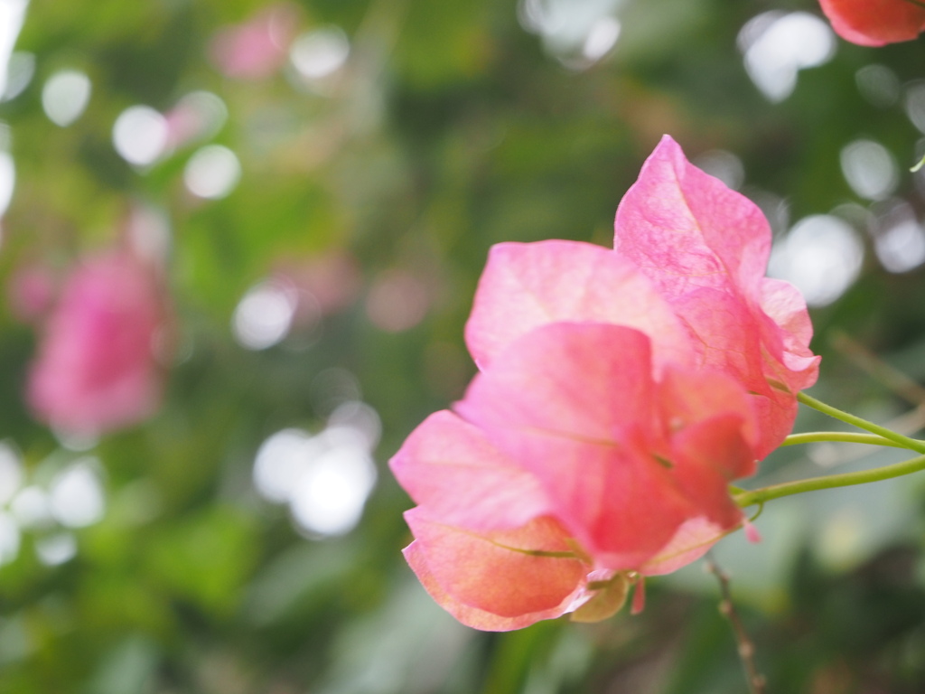 ブーゲンビリア