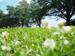 てんとう虫の視線