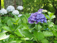 紫陽花の庭