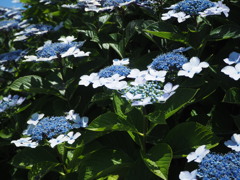 ガクアジサイ