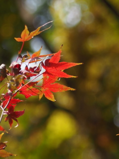 紅葉