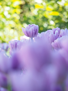 アイスチューリップ