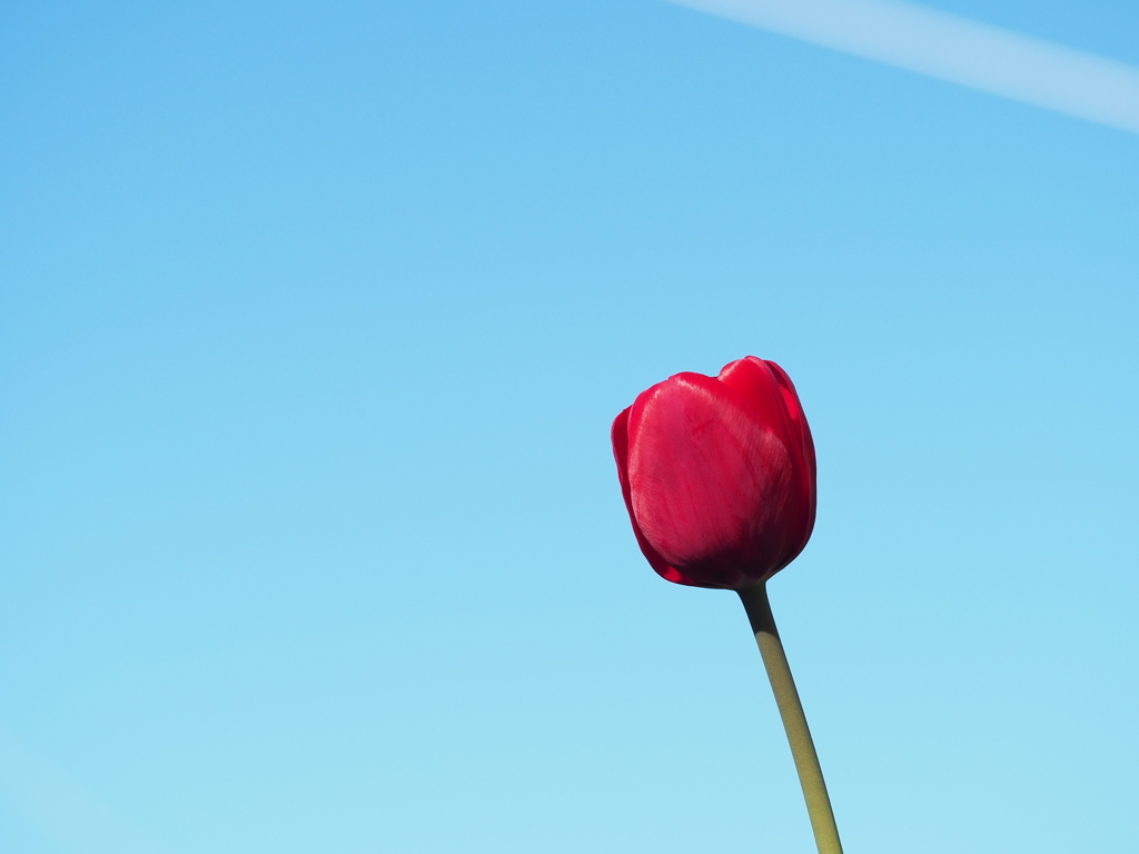 アイスチューリップ