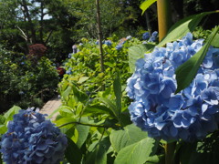 紫陽花