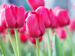 アイスチューリップ