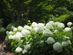 紫陽花