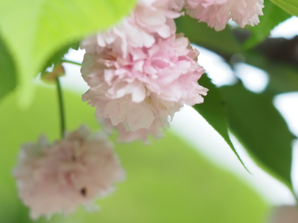 サクラ終わりまじか