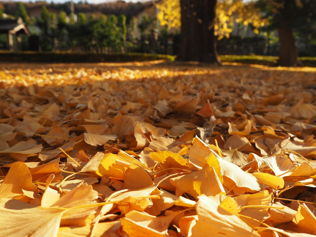 銀杏の庭