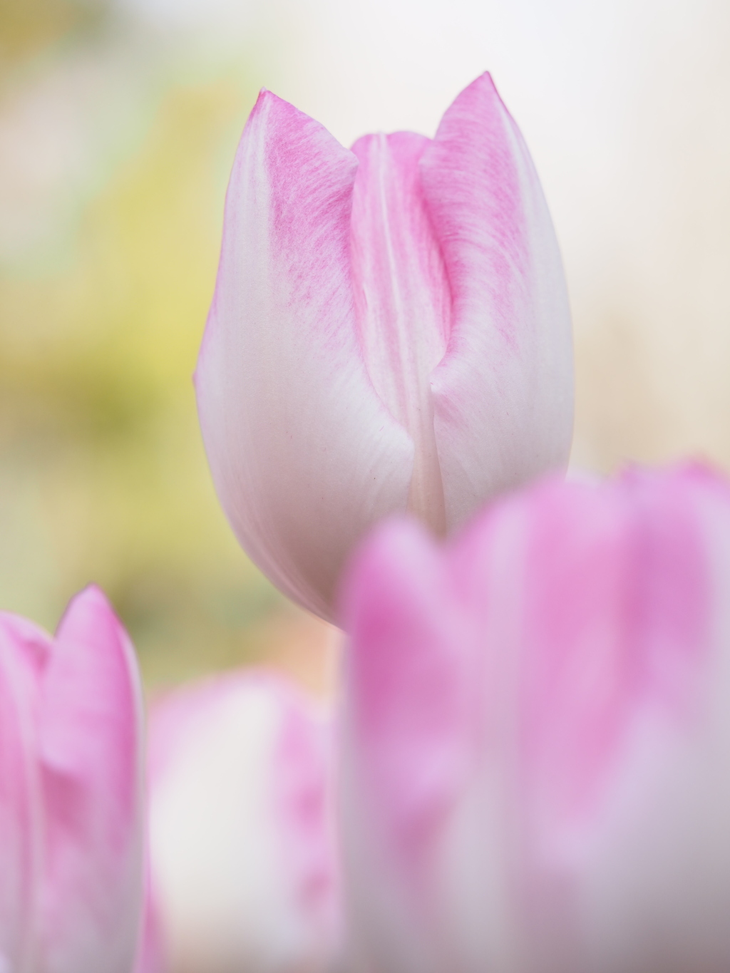 アイスチューリップ