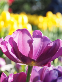 アイスチューリップ