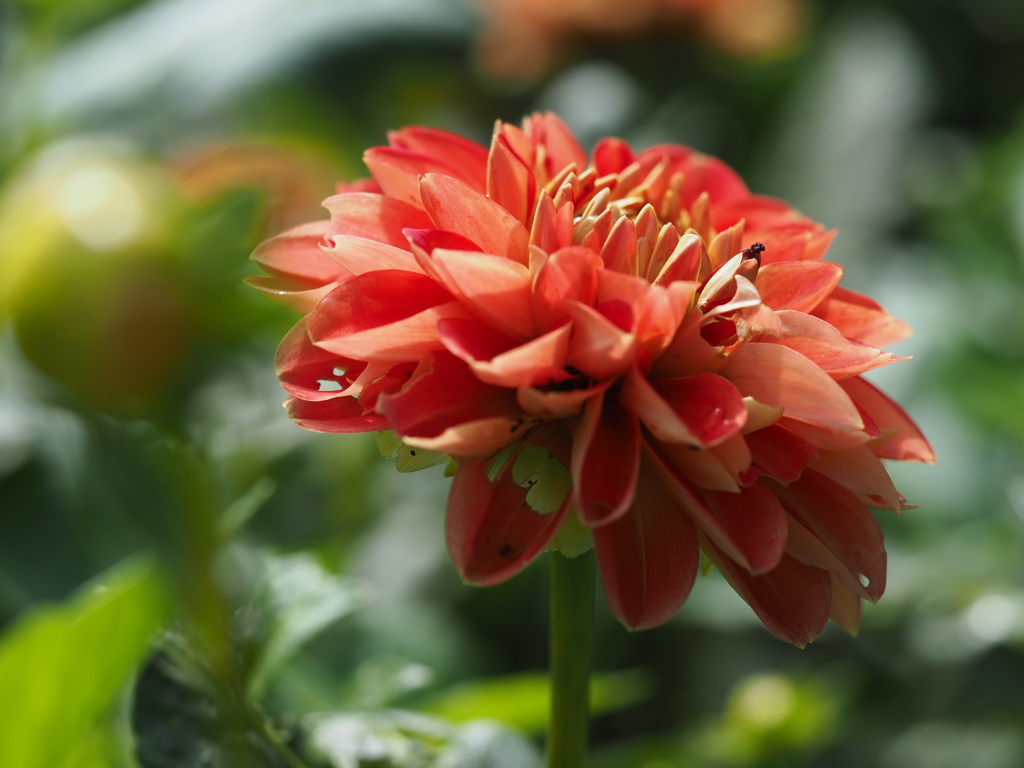 ファジーネーブル